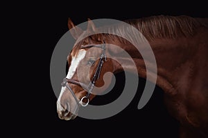 Young red trakehner mare horse in brown bridle isolated on black background