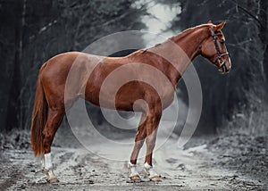 Young red trakehner mare horse full-length with bridle in dark forest