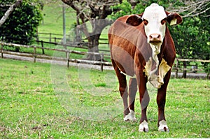 Young red and white Australian Hereford heifer cow in paddock photo