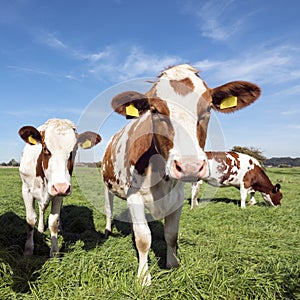 Young red and white holstein cows in green meadow on sunny day in holland