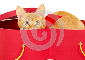 Young redhead kitty sits in a box