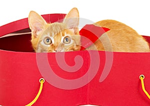 Young redhead kitty sits in a box