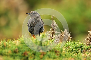 young redstart in the field photo