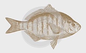 Young redtail surfperch amphistichus rhodoterus, North American marine fish