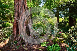 Young redwood tree in garden with nearby rose bush a forest of life and plants on sunny day