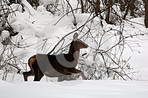 Young red deer in the snow