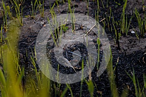 Young reed sprouts on burnt ground of swamp. Renewal after natural fire. Global warming, hot climate, regrowth, nature recovery