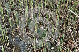 Young reed stalks germinate in last year`s stems on a drying river