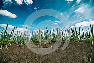 Young reeds germinate in weathered soils