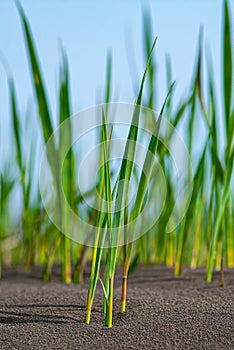 Young reeds germinate in weathered soils photo