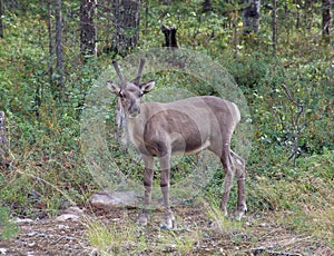 Young reindeer