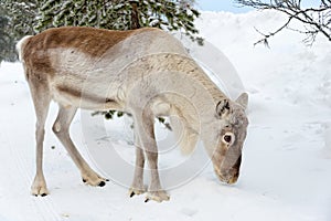 Young reindeer in the forest in winter, Lapland Finland