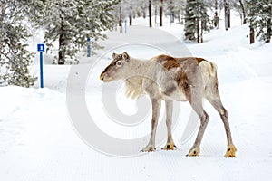 Young reindeer in the forest in winter, Lapland Finland