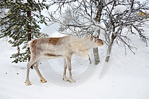 Young reindeer in the forest in winter, Lapland Finland