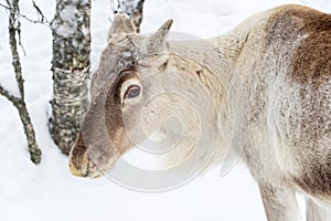 Young reindeer in the forest in winter, Lapland Finland