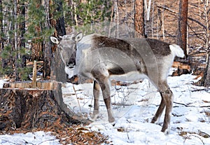 Young reindeer. Tofalar forest subspecies photo