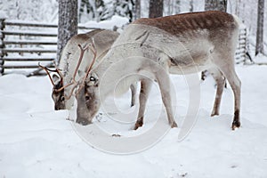 Young reindeers eating in the snow, Lapland
