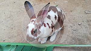 A young rex rabbit is eating banana leaves