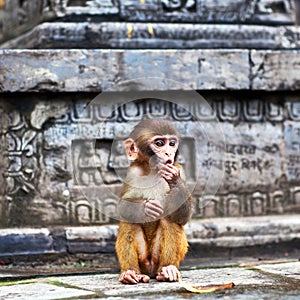 Young rhesus macaque monkey