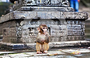 Young rhesus macaque monkey
