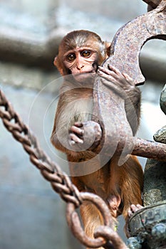 Young Rhesus macaque monkey