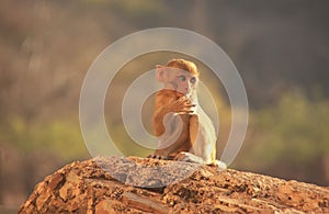 Young Rhesus macaque sitting at Taragarh Fort, Bundi, India