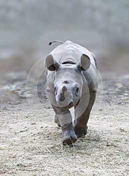 Young rhino