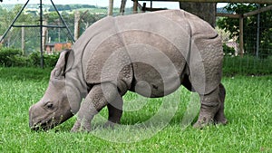 Young rhino eating green grass