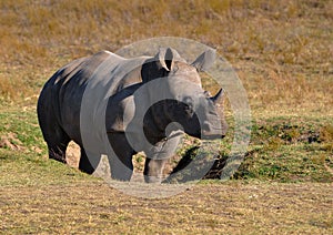 Young Rhino in grassland