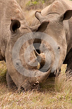 Young Rhino Pair