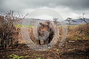 Young rhino roaming through a desolate African landscape