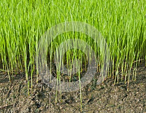Young rice cultivate .