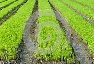 Young rice cultivate .