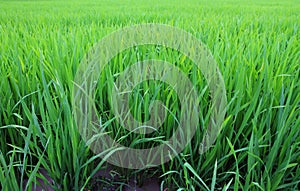 Young rice field season farming