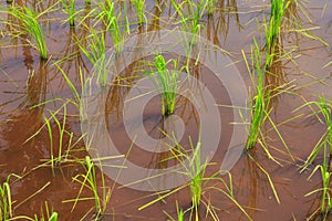 Young rice are grown in the paddy field/Rice field