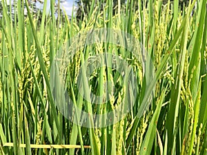 Young rice nearing harvest.