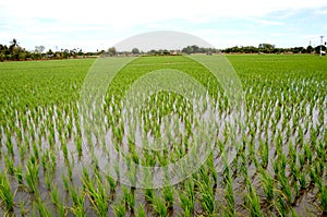 Young rice plant field