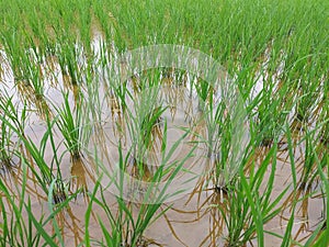 Young rice plant or rice crop field in Kerala India