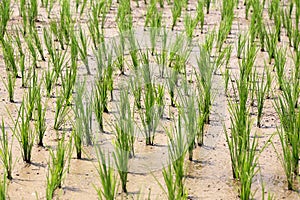 Young rice plants