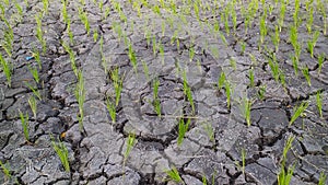 Young rice plants growth on cracked soil.