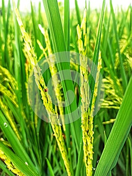young rice plants in majengka, west java