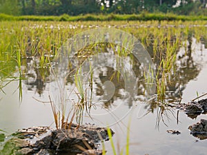 Young rice plants in a paddy field in the hot afternoon in the rural area of Chiang Mai, Thailand
