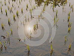 Young rice plants in a paddy field in the hot afternoon in the rural area of Chiang Mai, Thailand