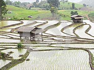 Young Rice ready to growing in rice fields on terraced