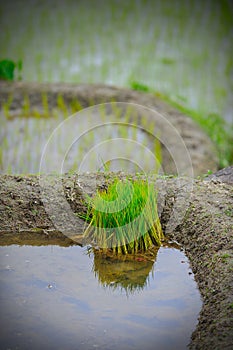 Young rice seedlings