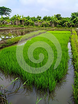 Young rice seedlings ready for planting in the fields