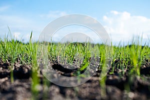 young rice seedlings sprouting in the soil without water