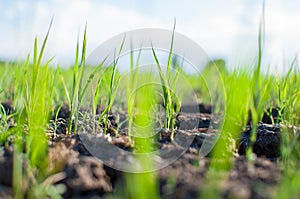 young rice seedlings sprouting in the soil without water