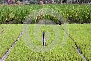 Young rice sprout in the box