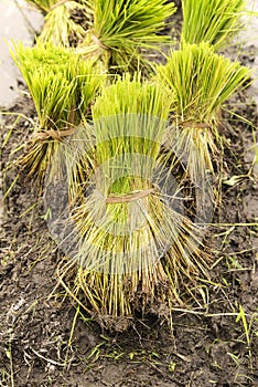 Young rice sprout ready to growing in the rice field.